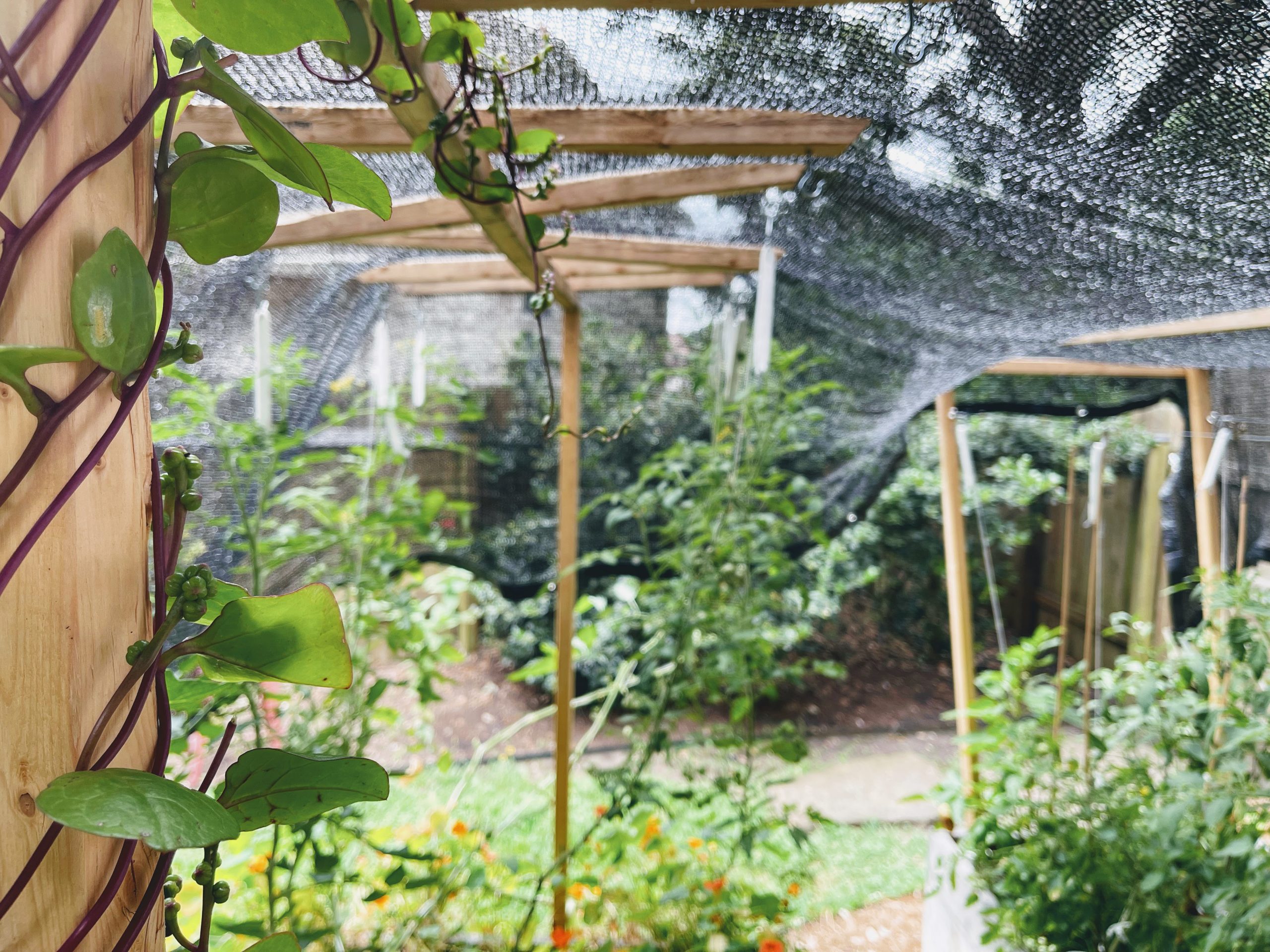 A view of tomato trellises underneath a shade cloth.