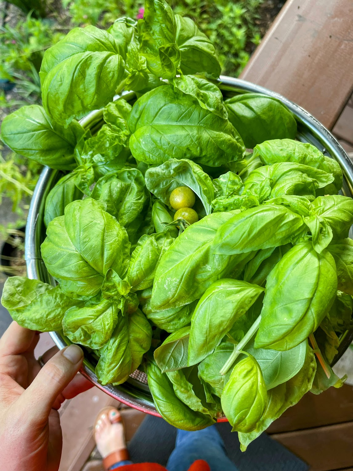Freshly harvested basil from the Central Texas garden in July.